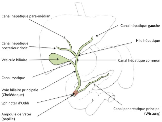Physiologie Biliaire Et Anatomie Pancr atique CBIPPS